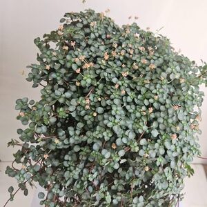 Pilea Glauca Aquamarine